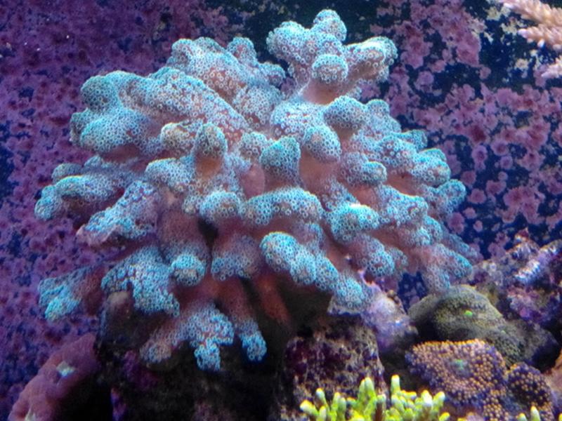 seriatopora caliendrum