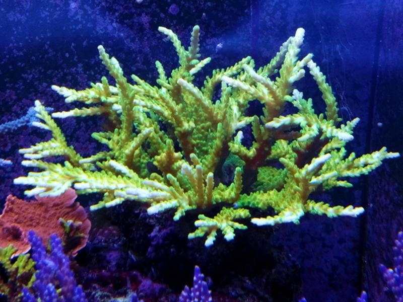 acropora spp
