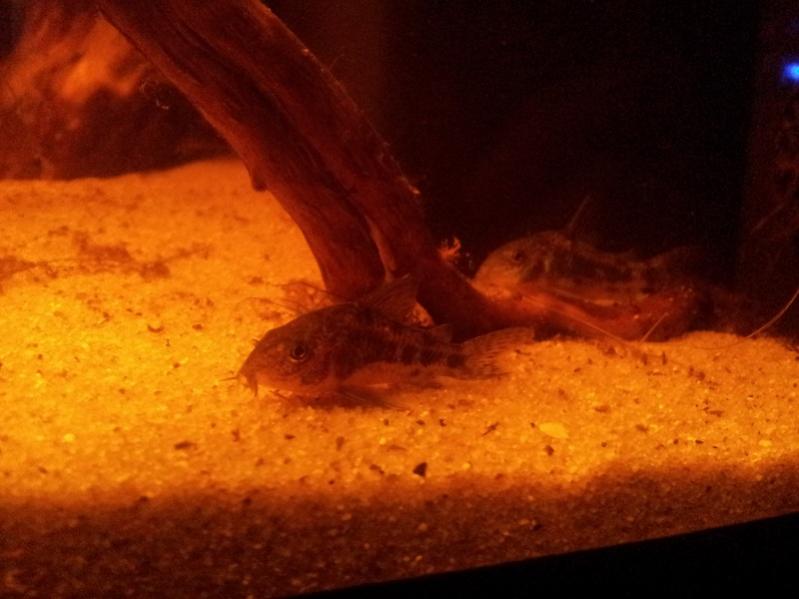 I corydoras mi erano stati venduti malati (o gravemente indeboliti),questo ha causato lo scoppio di una malattia in vasca che ha ucciso i miei 3 scalari. I cory sono invece stati curati e ora stanno bene.