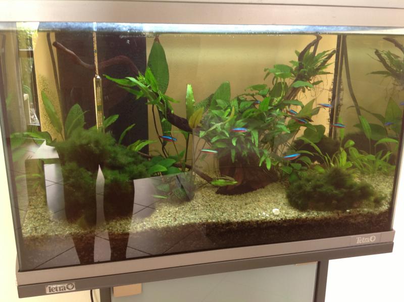 Il mio acquario