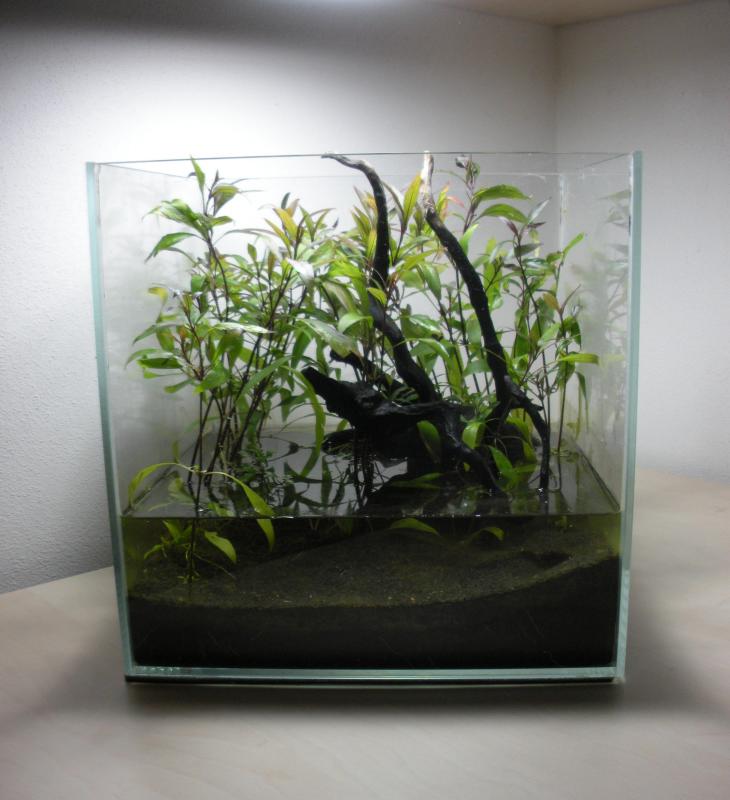 "mini Hygrophilarium": mini paludarium dedicato a Hygrophila siamensis in emersione