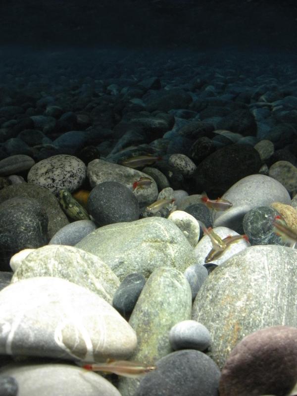 vaschetta con Tanichthys. effetto di profondit infinita