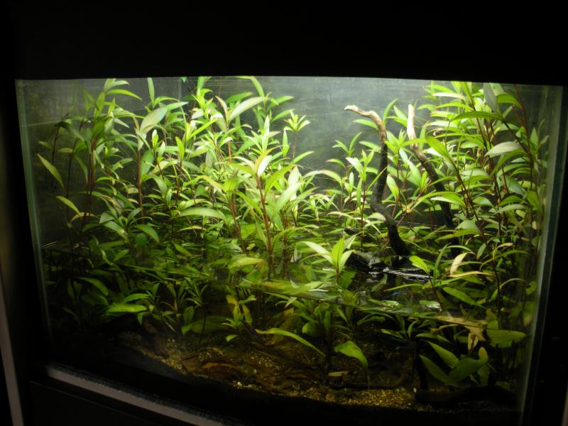 "Hygrophilarium" : piccolo paludarium con piante palustri semiemerse (Hygrophila corymbosa)  dedicato ai Betta splendens