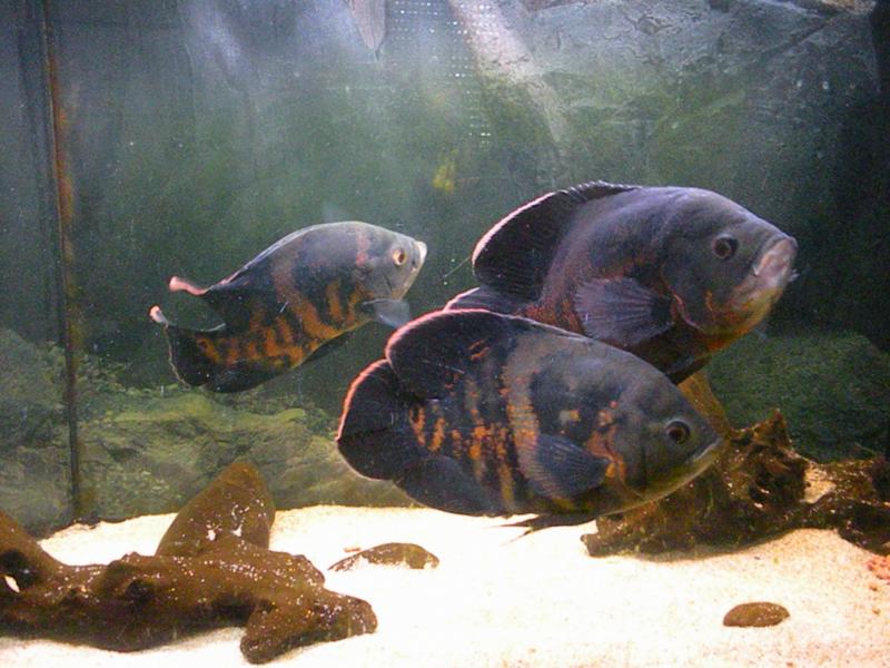 Astronotus