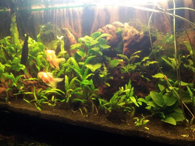 Le piante non vengono toccate dai rossi, tranne la limnophila, che  stata completamente distrutta, e la lemna, che introduco manualmente.