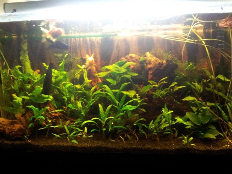 Le piante sono cryptocoryne, microsorum, anubias, lemna, nimphea, cladophore, muschio di java.