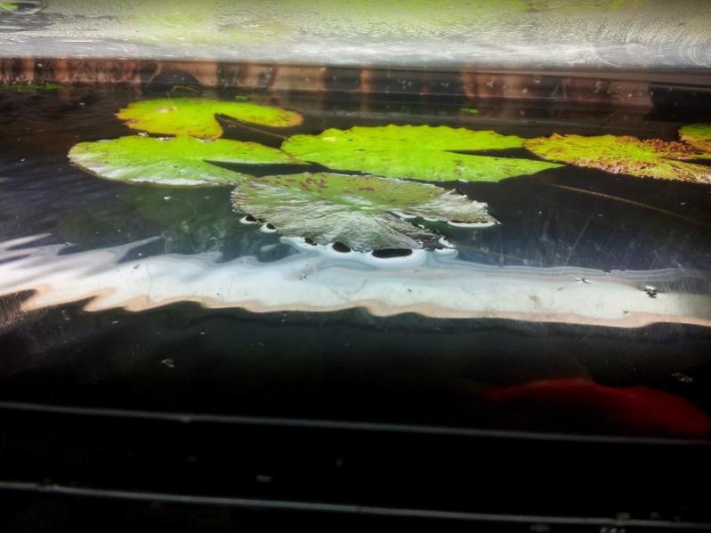 La nimphea che galleggia. L'acquario  coperto da una lastra di plexiglass.
