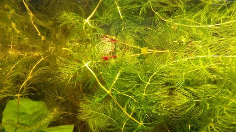 Red cherry