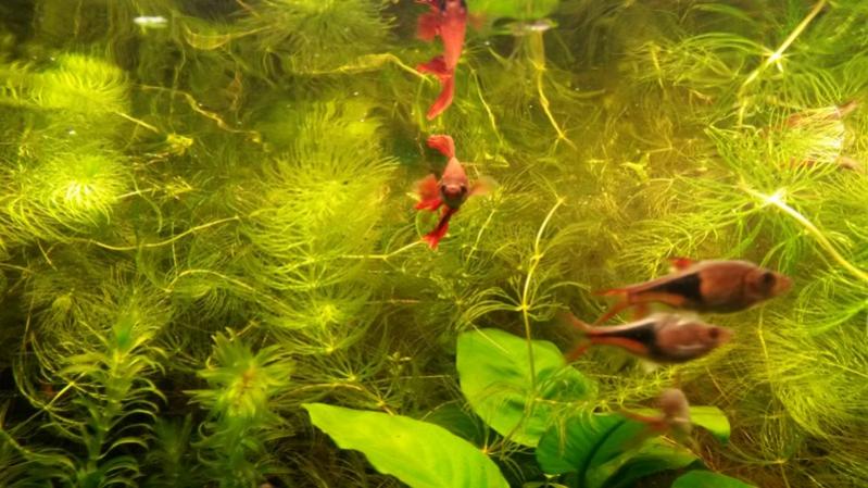 betta