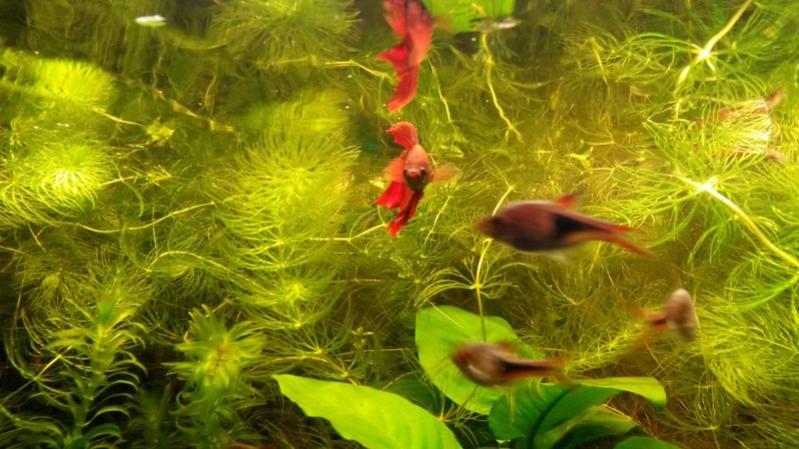 Betta
