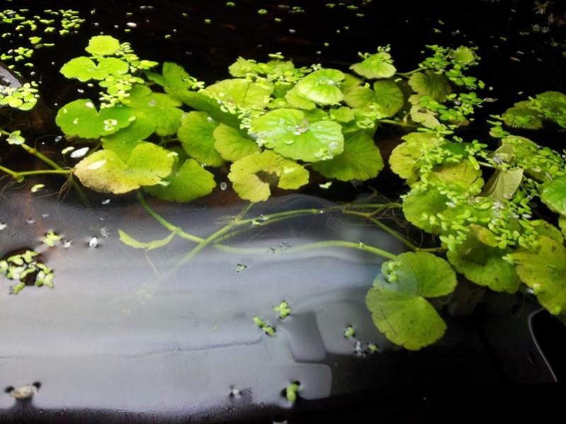 Hydrocotyle vista dall'alto.