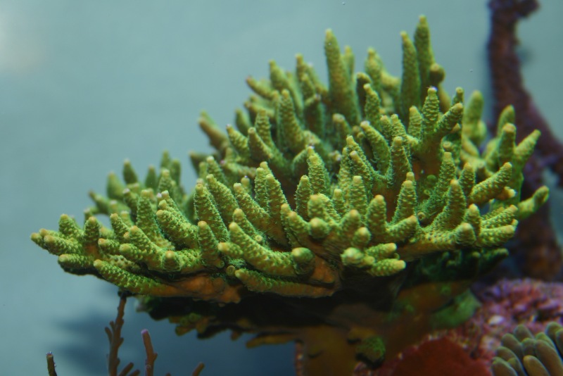A.Millepora