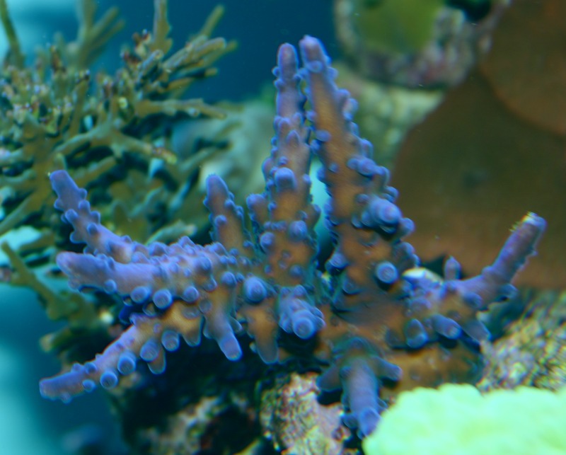 Acro blu