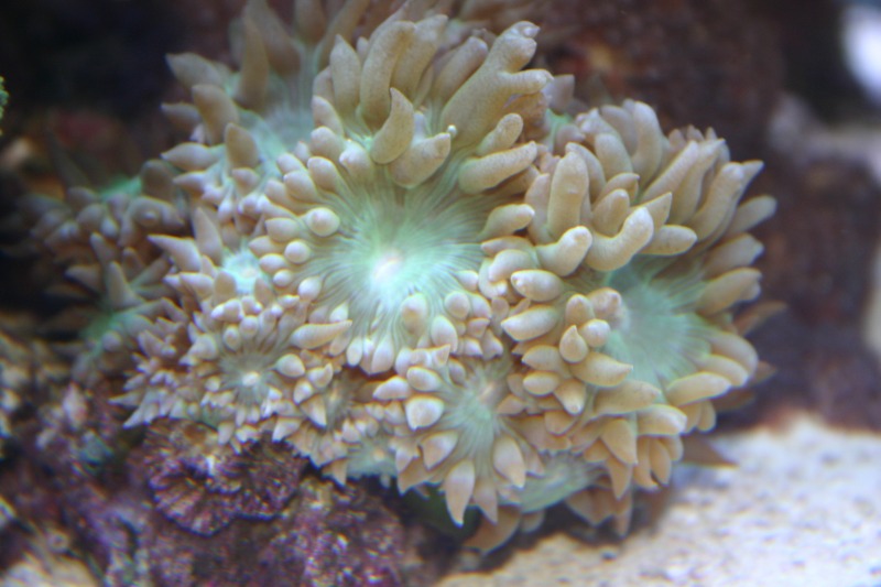 duncanopsammia