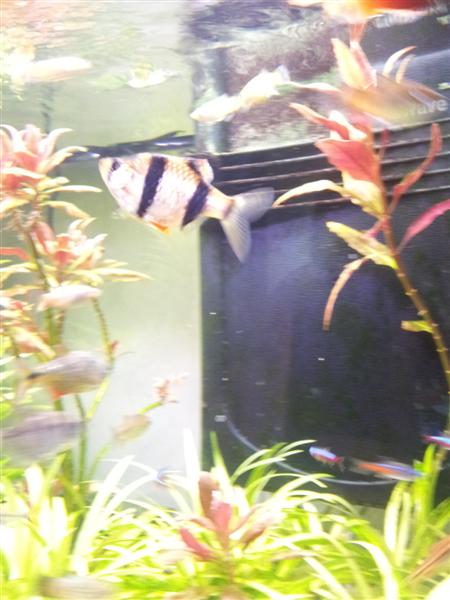 tetra zona (Medium)
