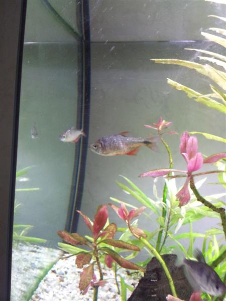 hyphessobrycon anisitsi (Medium)
