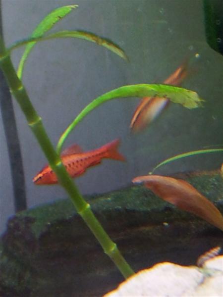 coppia di barbo ciliegia (Medium)
