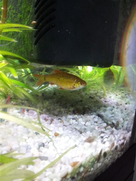 barbus shuberty (Medium)