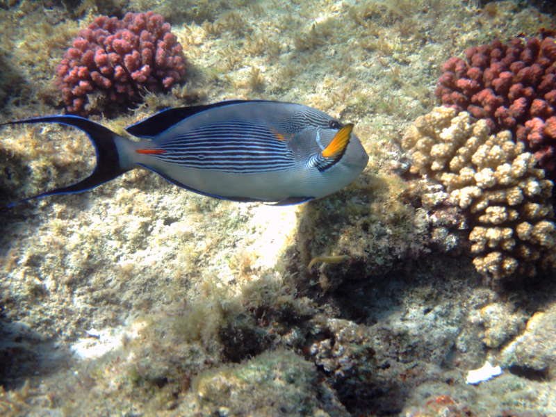 Acanthurus sohal, Mar Rosso