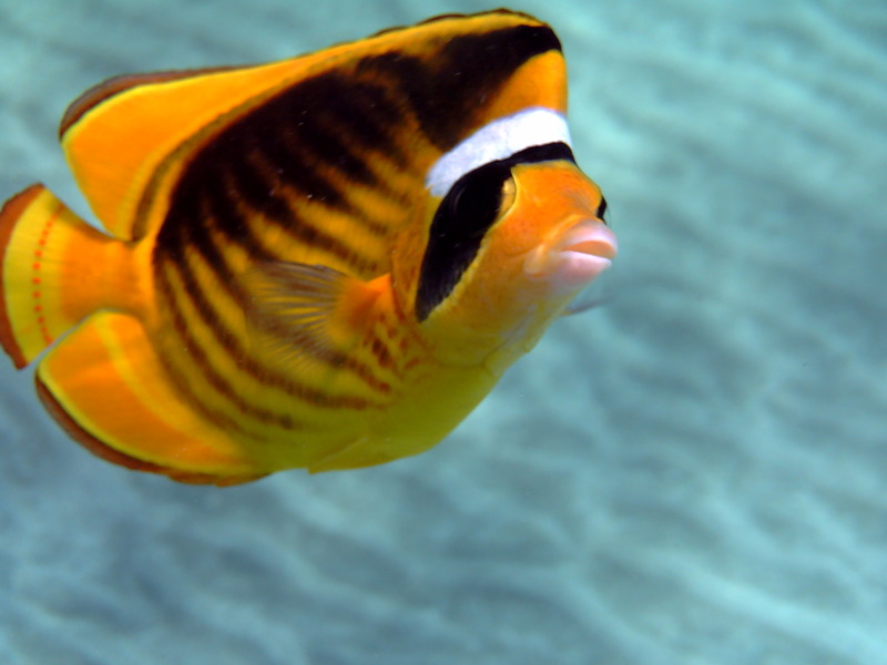 Chaetodon fasciatus, Mar Rosso