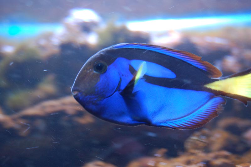 Paracanthurus hepatus