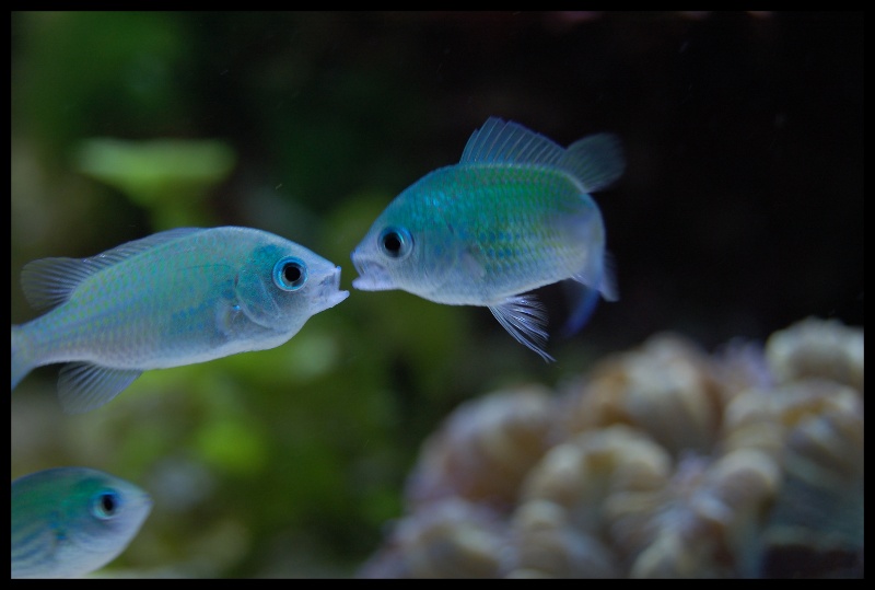 Lotta tra Chromis