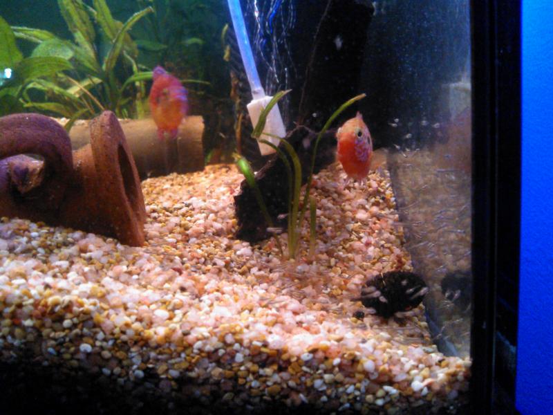 Femmina di Hemichromis Lifalili con i piccoli