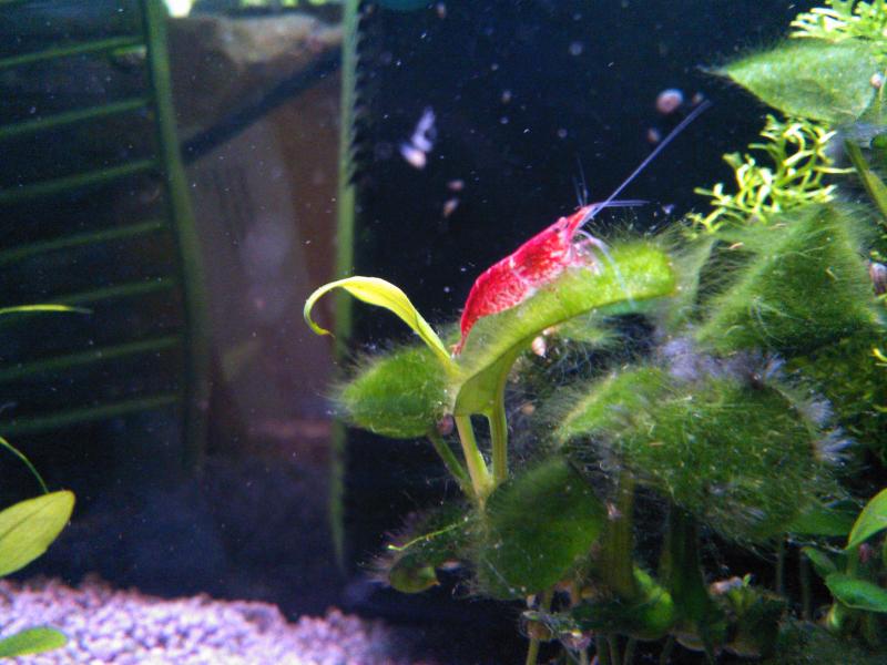 Red Cherry!