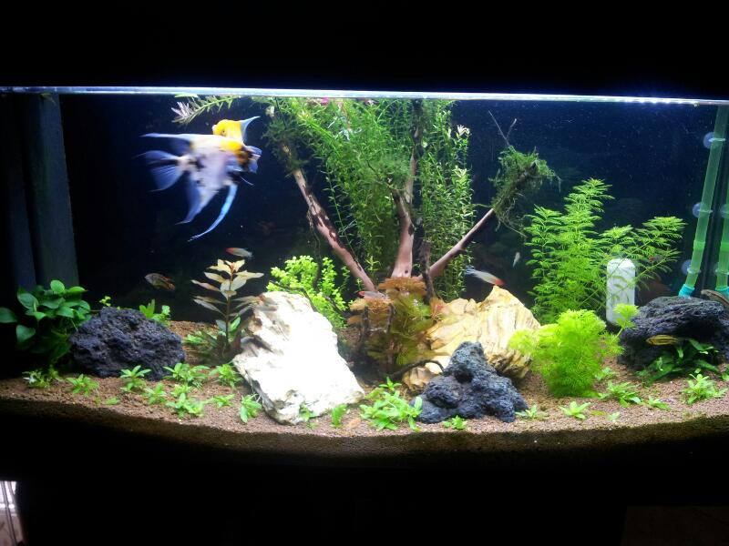 ultimo layout
