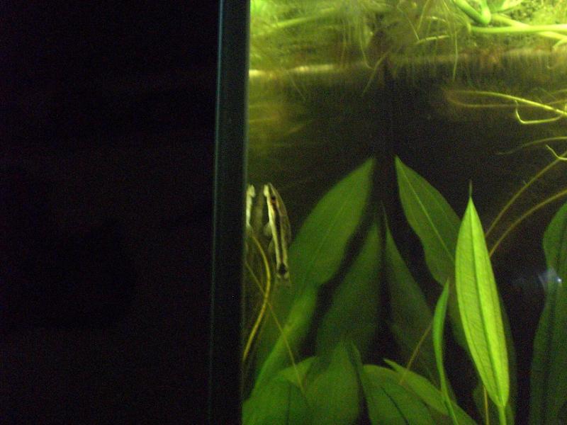 otocinclus2