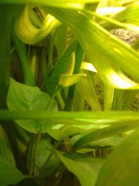 Fiore Anubias