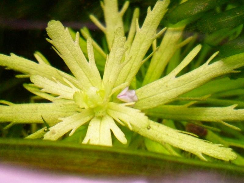 Fiore Limnophila