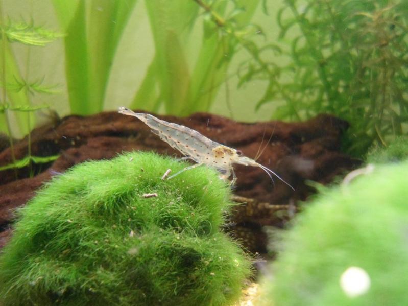 Caridina multidentata (ex japonica)