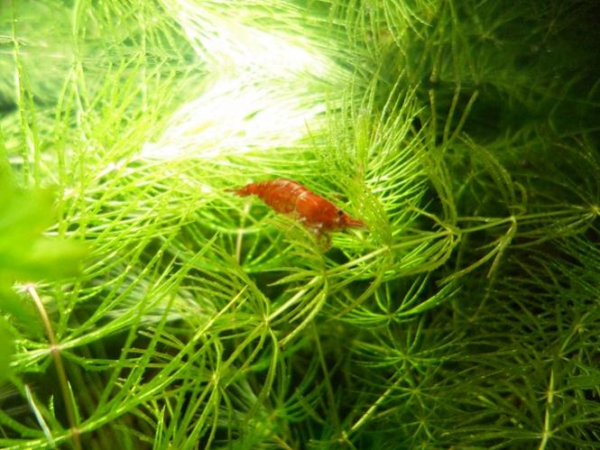 Red cherry