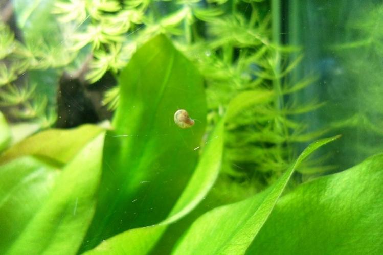 Planorbis