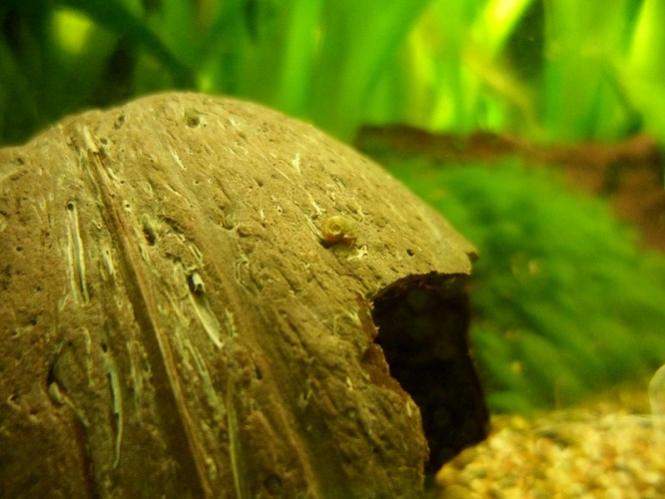 Planorbis