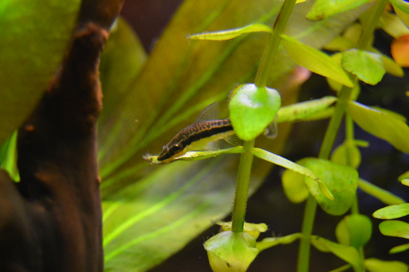 Otocinclus macrospilus