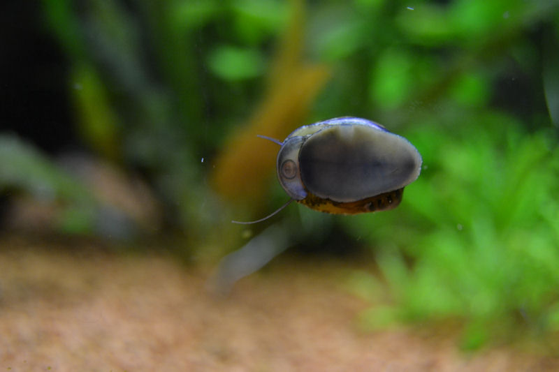 Neritina natalensis