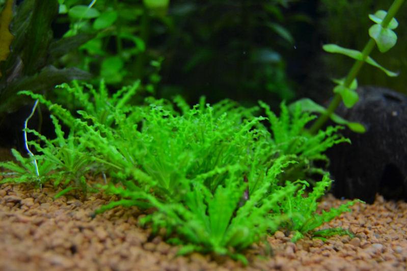 Pogostemon helferi (1)