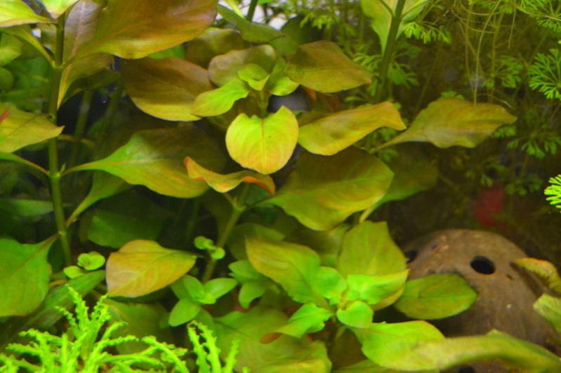Ludwigia glandulosa Red (2)