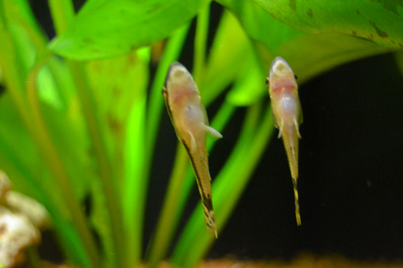 Otocinclus macrospilus