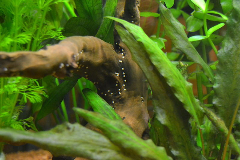 Uova Neritina natalensis