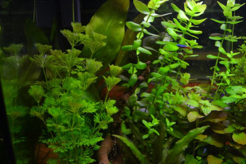 Bacopa caroliniana