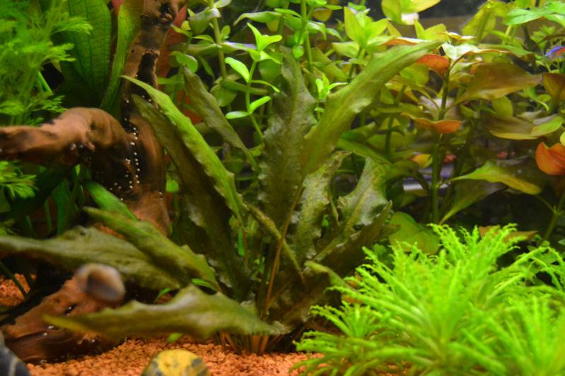 Cryptocoryne wenditii green (1)