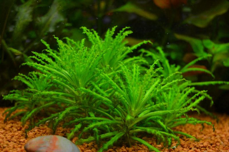 Pogostemon helferi (1)