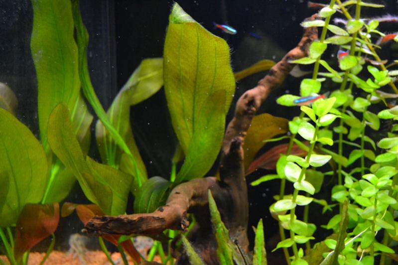Echinodorus bathii