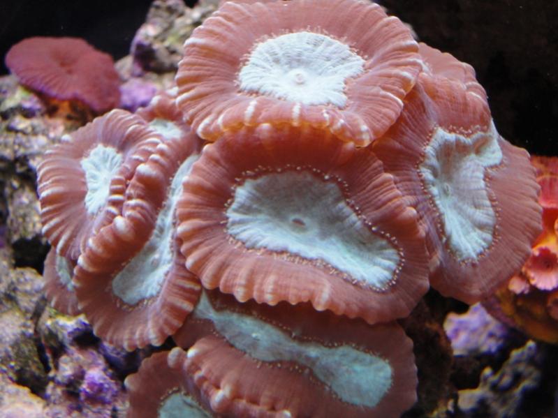 Caulastrea furcata