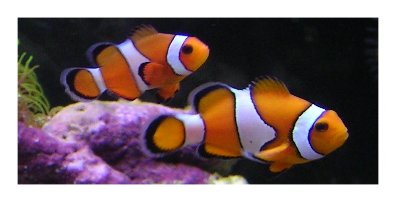 I miei cuccioli