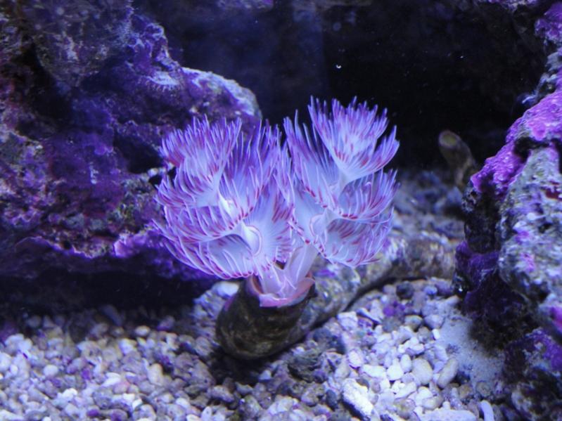 Protula bispiralis