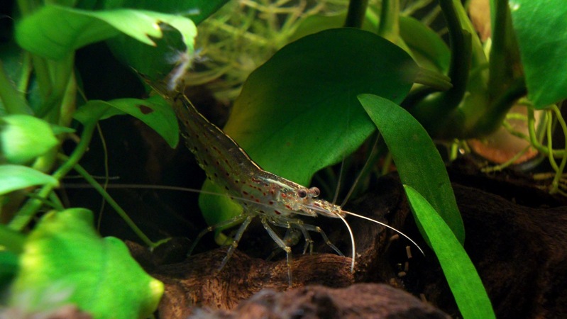 Caridina Japonica